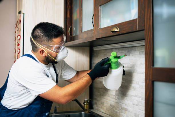 Best Flea Control Services  in Highland Heights, KY