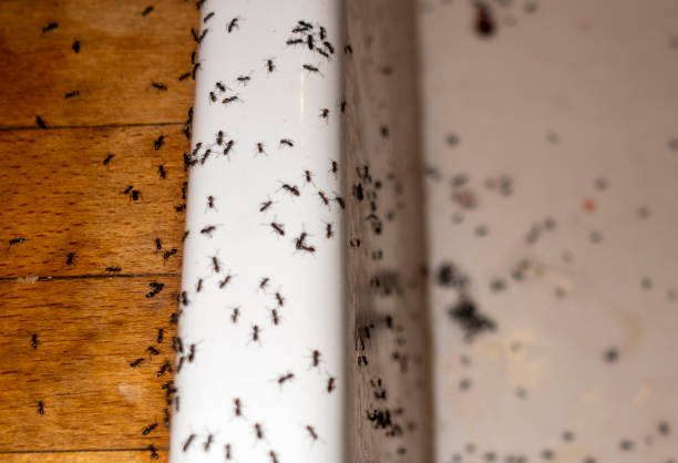 Best Pest Removal Services  in Highland Heights, KY